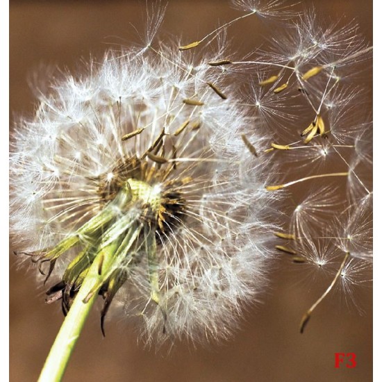 Wall mural big dandelion on brown background Wall mural big dandelion on brown background