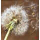 Wall mural big dandelion on brown background Wall mural big dandelion on brown background