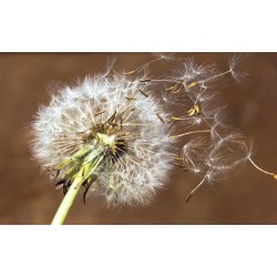 Wall mural  big dandelion on brown background