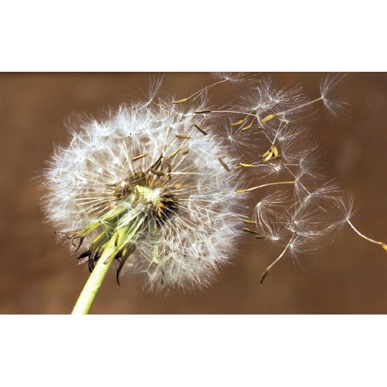 Wall mural big dandelion on brown background Wall mural big dandelion on brown background