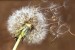 Wall mural  big dandelion on brown background