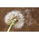 Wall mural big dandelion on brown background Wall mural big dandelion on brown background