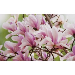 Wallpapers mural magnolia blooming in green and purple Wallpapers mural magnolia blooming in green and purple