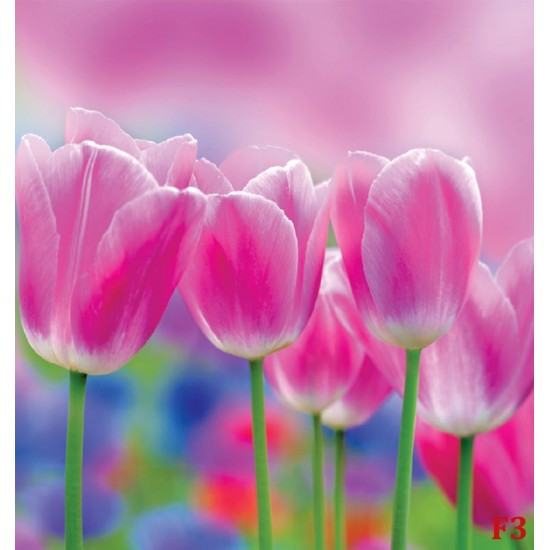 Wallpapers mural beautiful pink tulips Wallpapers mural beautiful pink tulips