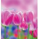 Wallpapers mural beautiful pink tulips Wallpapers mural beautiful pink tulips