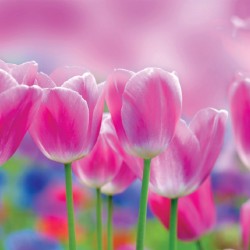 Wallpapers mural beautiful pink tulips