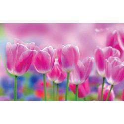 Wallpapers mural beautiful pink tulips