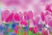 Wallpapers mural beautiful pink tulips