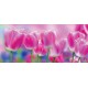 Wallpapers mural beautiful pink tulips Wallpapers mural beautiful pink tulips