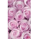Wall murals bouquet of pink and purple roses in 2 colors Wall murals bouquet of pink and purple roses in 2 colors