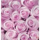 Wall murals bouquet of pink and purple roses in 2 colors Wall murals bouquet of pink and purple roses in 2 colors