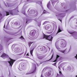 Wall murals bouquet of pink and purple roses in 2 colors