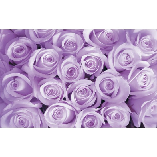 Wall murals bouquet of pink and purple roses in 2 colors Wall murals bouquet of pink and purple roses in 2 colors
