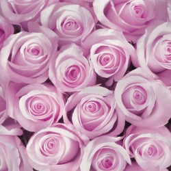 Wall murals bouquet of pink and purple roses in 2 colors