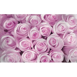Wall murals bouquet of pink and purple roses in 2 colors