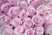 Wall murals bouquet of pink and purple roses in 2 colors