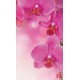 Wall murals wonderful orchids 