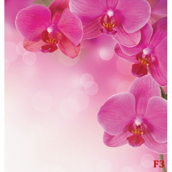 Wall murals wonderful orchids 