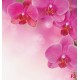 Wall murals wonderful orchids 