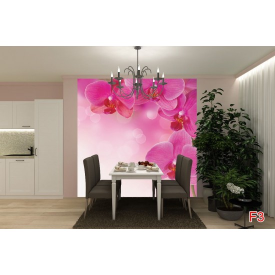 Wall murals wonderful orchids 