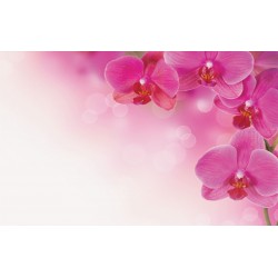 Wall murals wonderful orchids 
