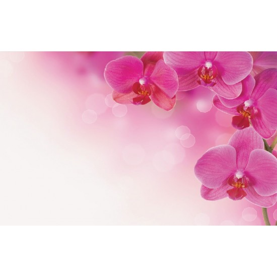 Wall murals wonderful orchids 