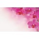 Wall murals wonderful orchids 