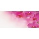 Wall murals wonderful orchids 
