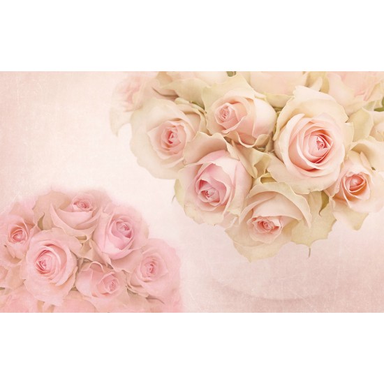 Wallpapers light pink roses with ornaments Wallpapers light pink roses with ornaments
