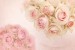 Wallpapers light pink roses with ornaments