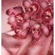 Wallpapers dark coral orchid with lights Wallpapers dark coral orchid with lights