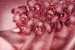 Wallpapers dark coral orchid with lights