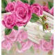 Wall murals painted pink roses a mirror image Wall murals painted pink roses a mirror image
