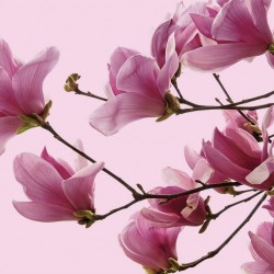 Photo Wall murals magnolia tree twig on pink background