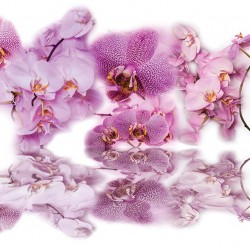 Photo murals mix of different orchid twigs with water reflection