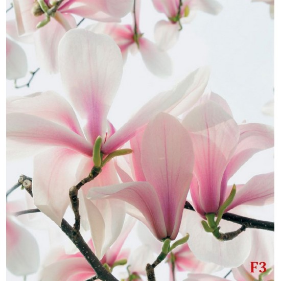 Wallpapers mural magnolia blooming in soft pink colour Wallpapers mural magnolia blooming in soft pink colour
