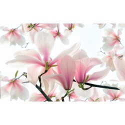 Wallpapers mural magnolia blooming in soft pink colour