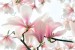 Wallpapers mural magnolia blooming in soft pink colour