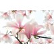 Wallpapers mural magnolia blooming in soft pink colour Wallpapers mural magnolia blooming in soft pink colour