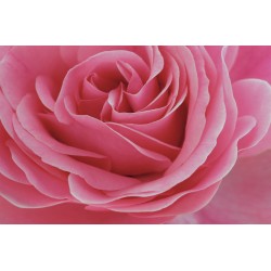 Wallpapers mural big pink rose