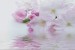 Wallpapers mural gentle spring blossom with water reflection