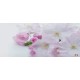 Wallpapers mural gentle spring blossom with water reflection