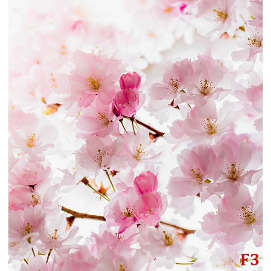 Wallpapers mural spring pink color Wallpapers mural spring pink color