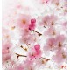 Wallpapers mural spring pink color Wallpapers mural spring pink color