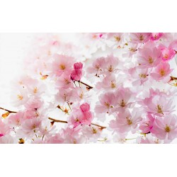 Wallpapers mural spring pink color 