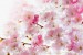 Wallpapers mural spring pink color 
