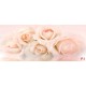 Wallpapers mural gentle roses in pastel colour