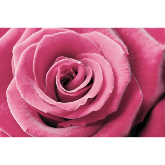 Wallpapers mural big pink rose 2 Wallpapers mural big pink rose 2