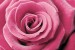 Wallpapers mural big pink rose 2