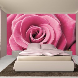 Wallpapers mural big pink rose 2 Wallpapers mural big pink rose 2